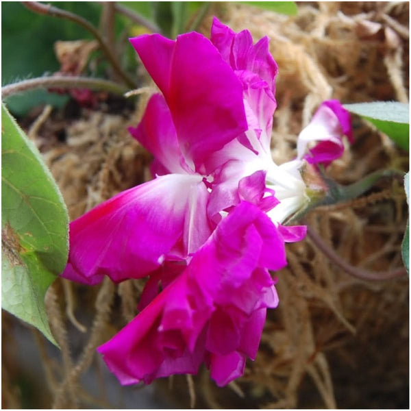 sunrise serenade morning glory seeds for planting