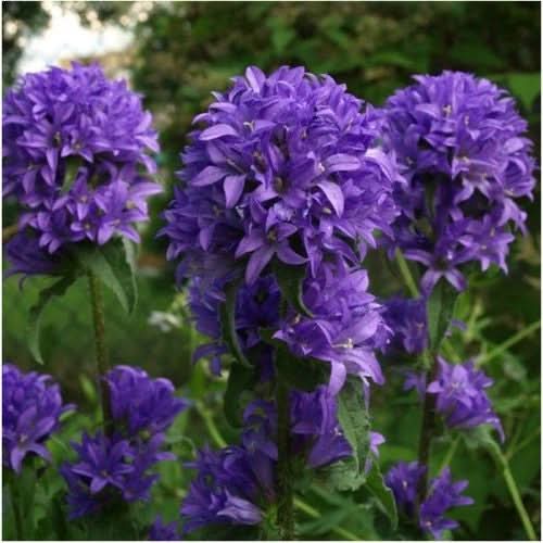 superba bellflower seeds for planting