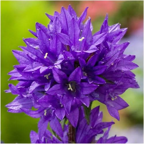 superba bellflower seeds for planting