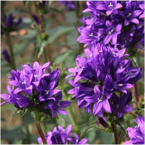 superba bellflower seeds for planting