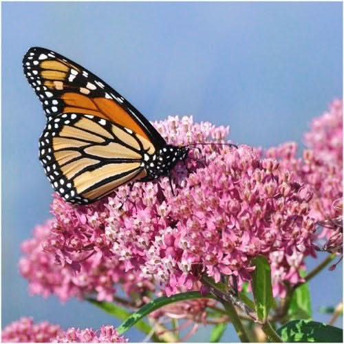 pink swamp milkweed seeds for planting