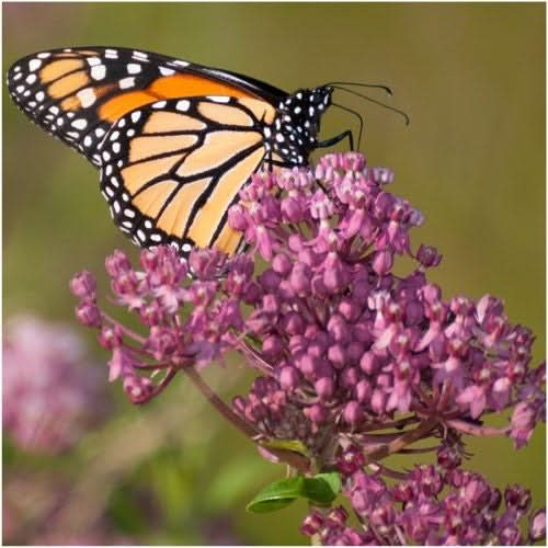 pink swamp milkweed seeds for planting