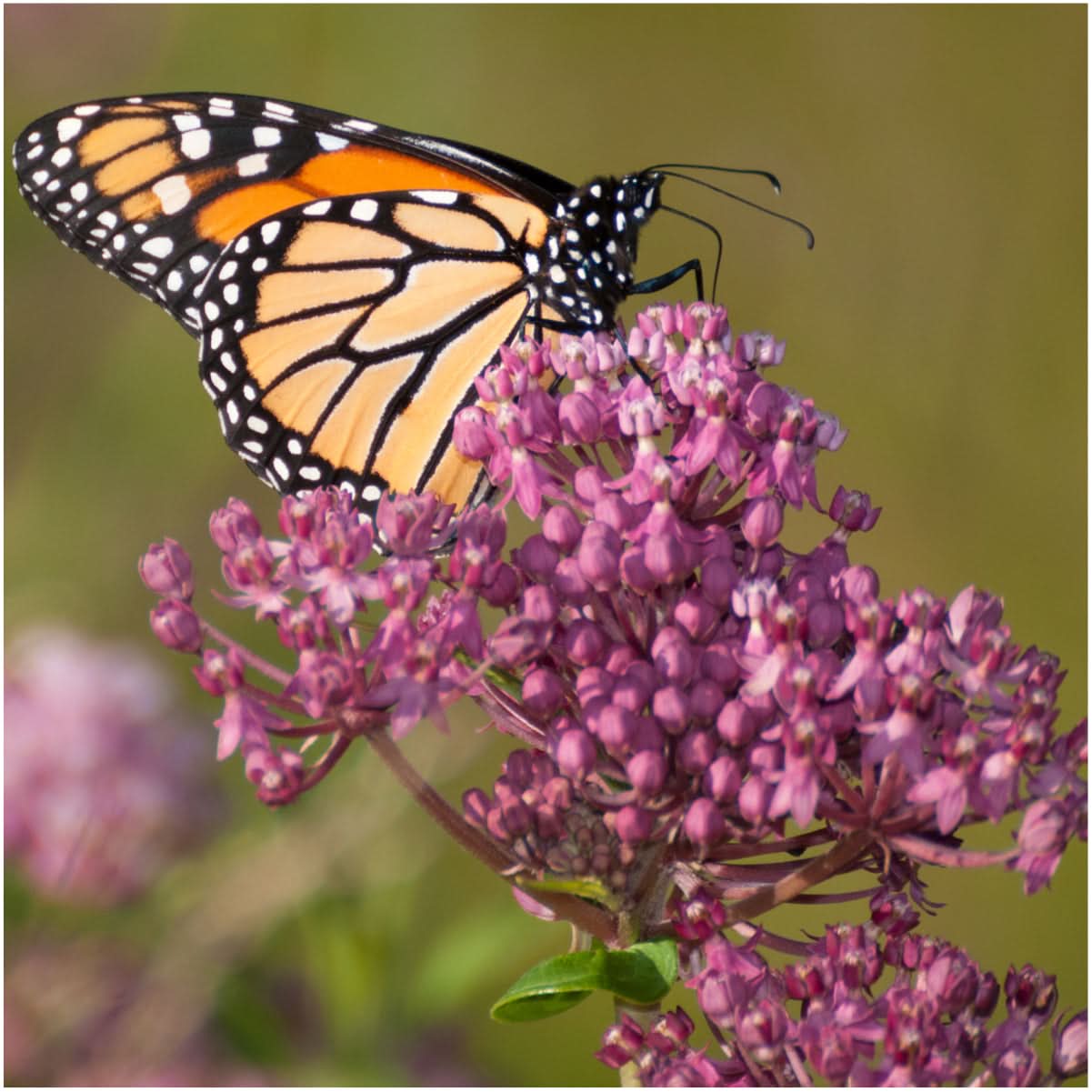 Swamp Milkweed Seed Packet Collection - Pink & White Milkweed Seeds For Planting