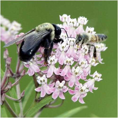 pink swamp milkweed seeds for planting