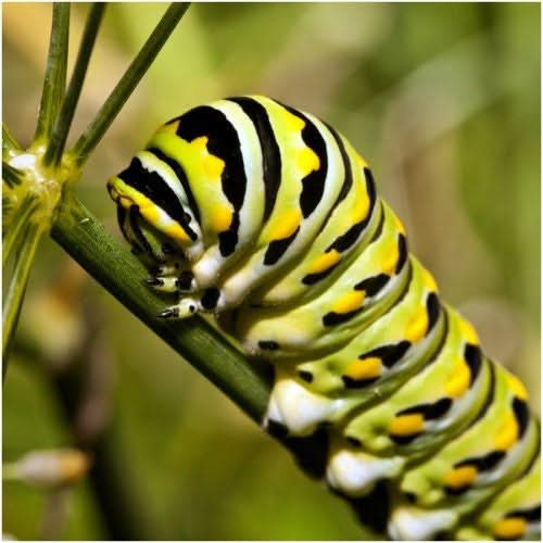 pink swamp milkweed seeds for planting