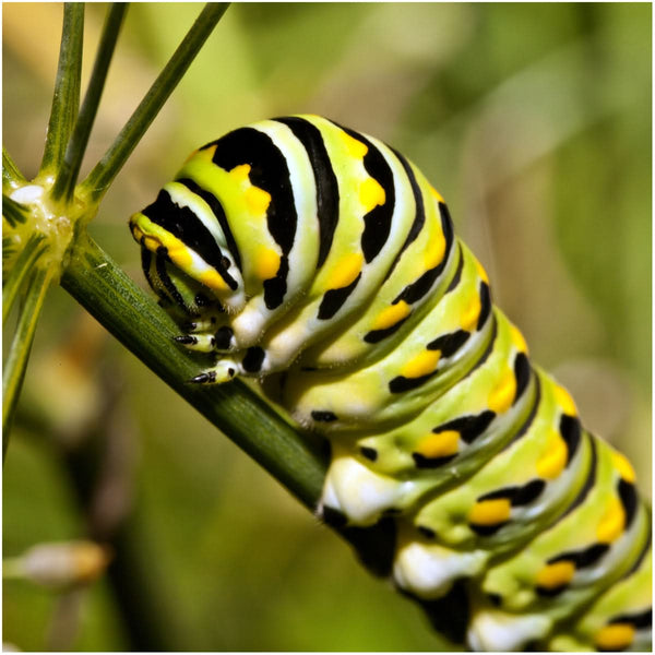 Swamp Milkweed Seed Packet Collection - Pink & White Milkweed Seeds For Planting