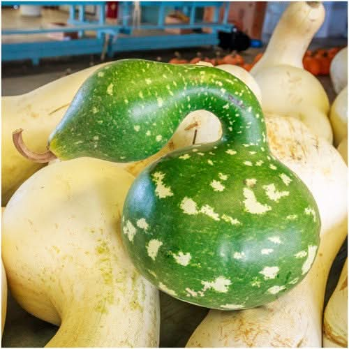 speckled swan gourd seeds for planting