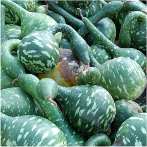 speckled swan gourd seeds for planting