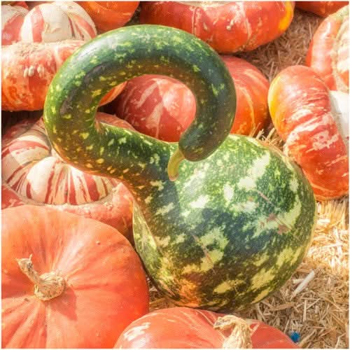 speckled swan gourd seeds for planting