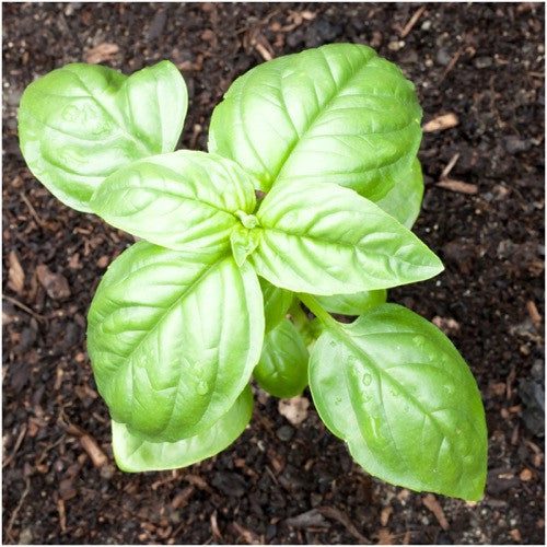 Sweet Basil Herb Seeds For Planting (Ocimum basilicum)