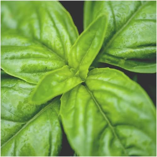 Sweet Basil