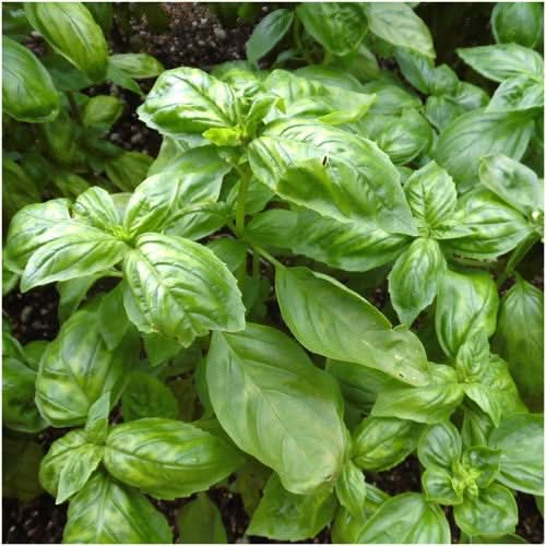 sweet basil