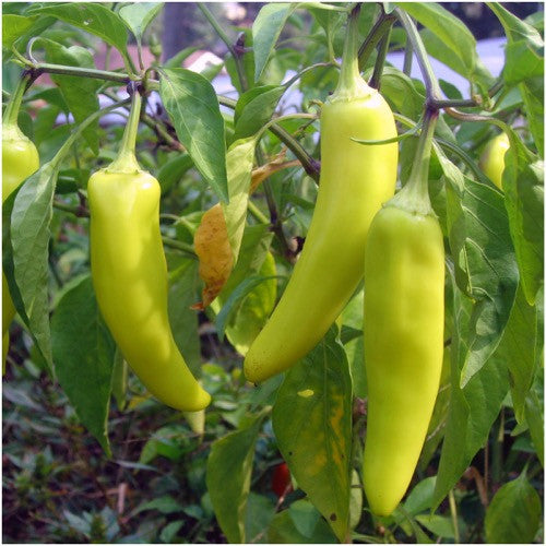 Sweet Banana Pepper Seeds For Planting (Capsicum annuum)