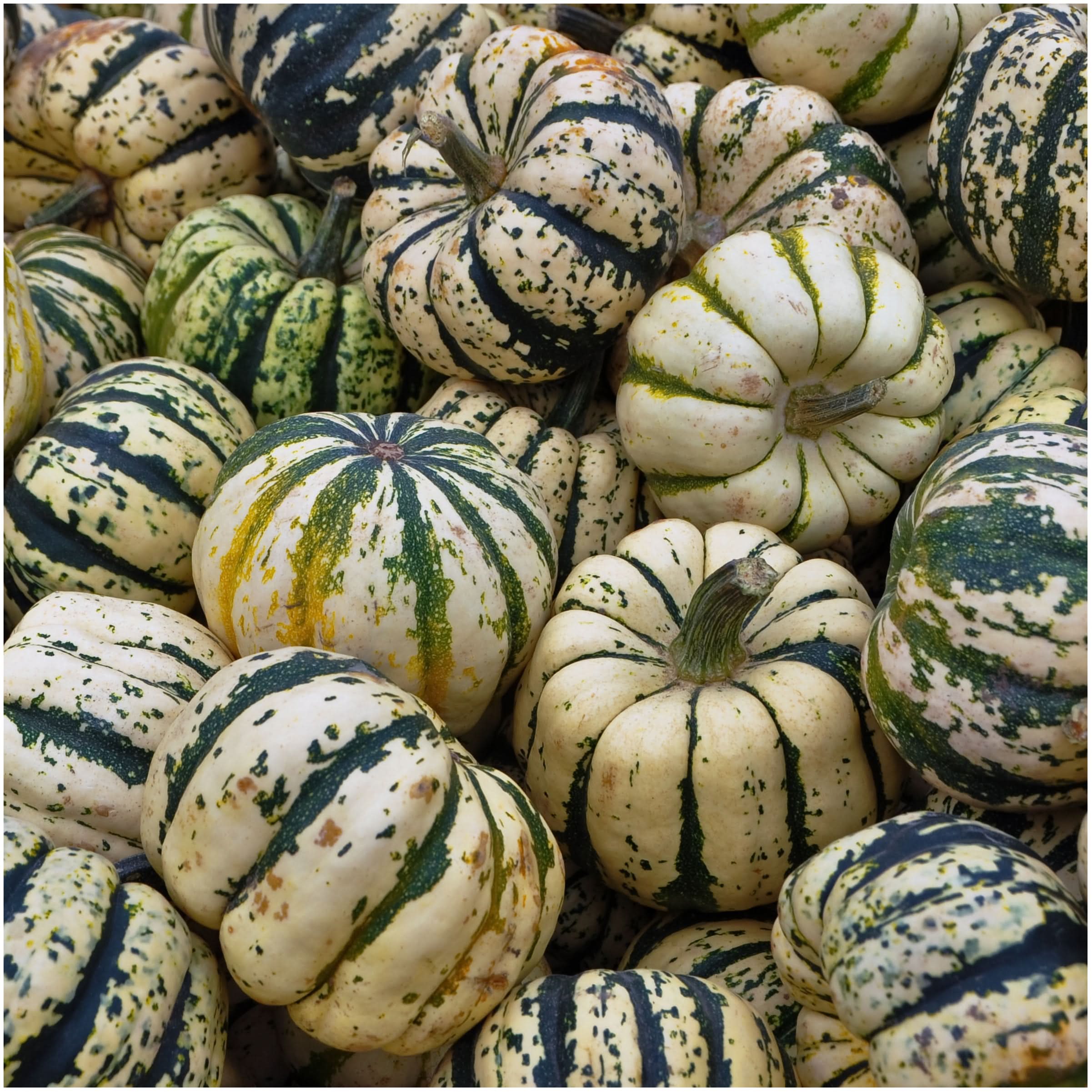 Seed Needs Winter Squash Seed Collection - Thumbnail 4