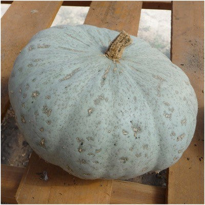 Sweet Meat Winter Squash Seeds For Planting