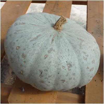 Sweet Meat Winter Squash Seeds For Planting (Cucurbita maxima)