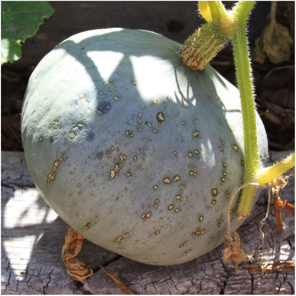 Winter Squash Seed Collection