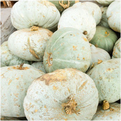 Sweet Meat Winter Squash Seeds For Planting