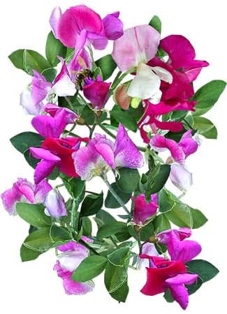 Little Sweetheart Sweet Pea Mixture (Lathyrus odoratus)