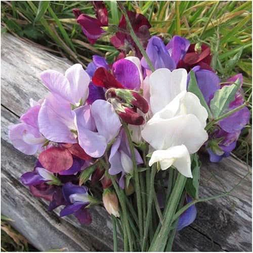 Old Spice Sweet Pea Seeds For Planting (Lathyrus odoratus)