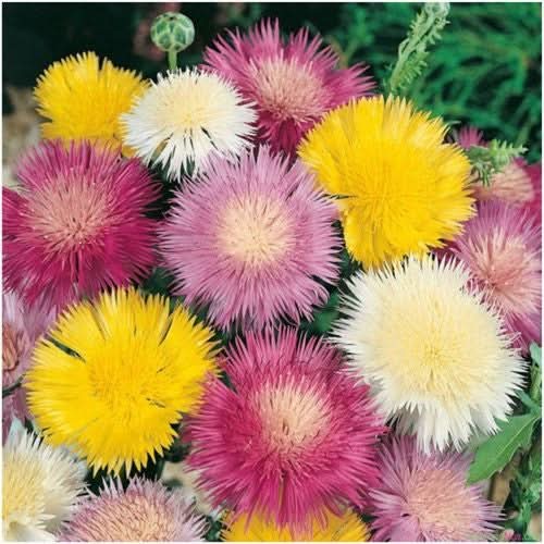 Sweet Sultan, Imperialis Mixture (Amberboa moschata)