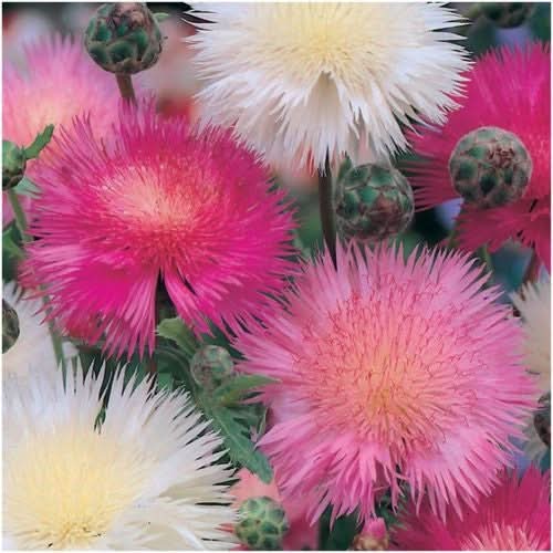 Sweet Sultan, Imperialis Mixture (Amberboa moschata)