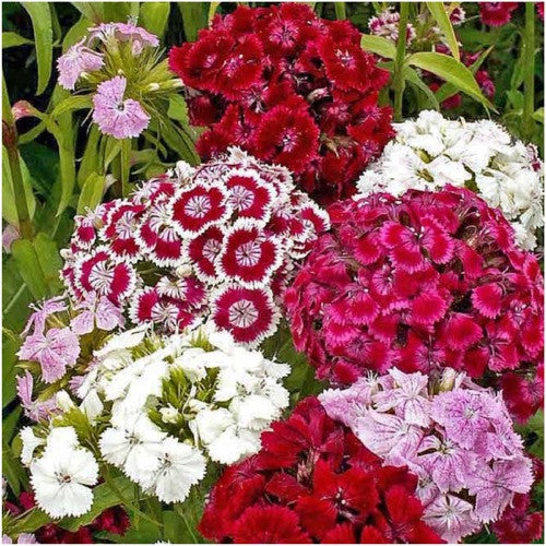 sweet william seeds for planting