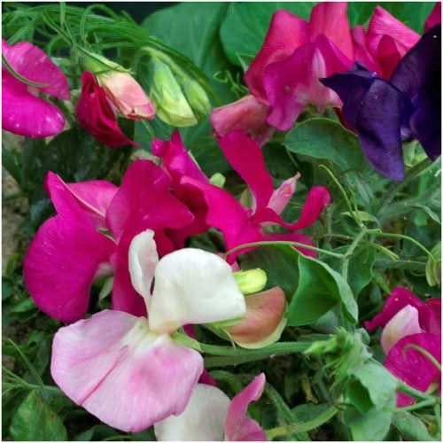 Little Sweetheart Sweet Pea Mixture (Lathyrus odoratus)