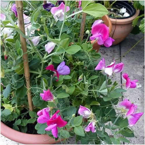 Little Sweetheart Sweet Pea Mixture (Lathyrus odoratus)