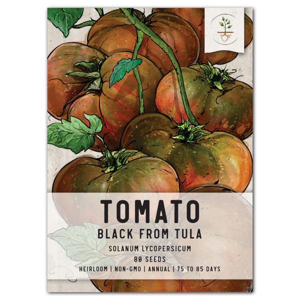 Black From Tula Tomato Seeds For Planting (Solanum lycopersicum)