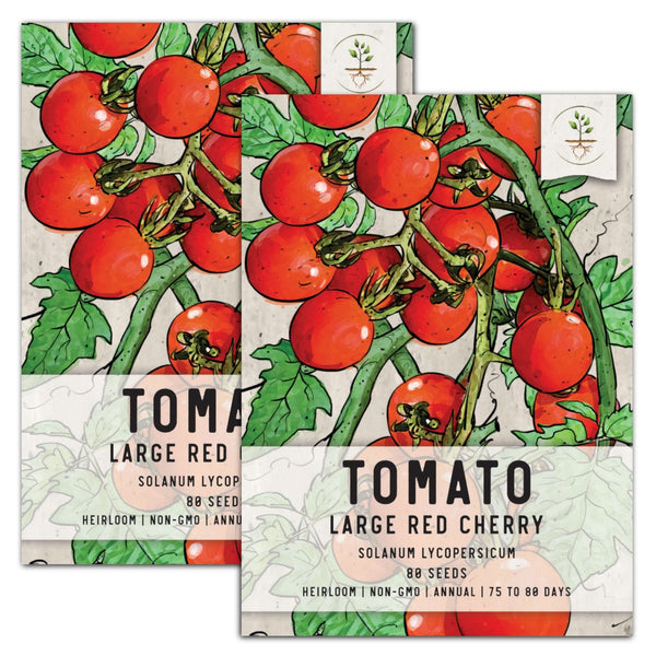 Large Red Cherry Tomato Seeds For Planting (Solanum lycopersicum)