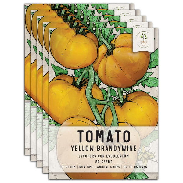 Yellow Brandywine Tomato Seeds For Planting (Lycopersicon esculentum)