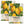 Yellow Pear Tomato Seeds For Planting (Solanum lycopersicum)
