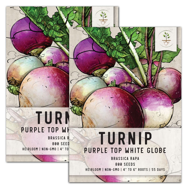 Purple Top White Globe Turnip Seeds For Planting (Brassica rapa)