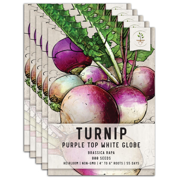 Purple Top White Globe Turnip Seeds For Planting (Brassica rapa)