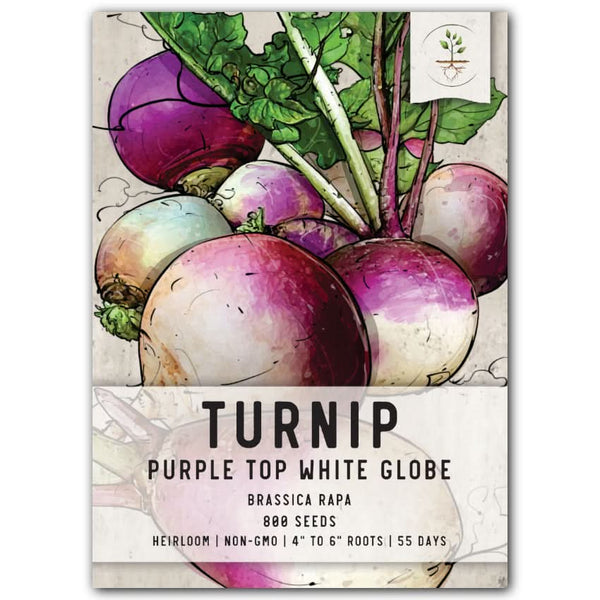 Purple Top White Globe Turnip Seeds For Planting (Brassica rapa)