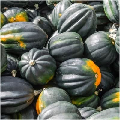 Table King Acorn Winter Squash Seeds For Planting (Cucurbita pepo)