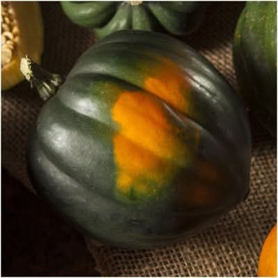 Table King Acorn Winter Squash Seeds For Planting (Cucurbita pepo)