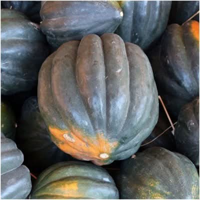 Table King Acorn Winter Squash Seeds For Planting (Cucurbita pepo)