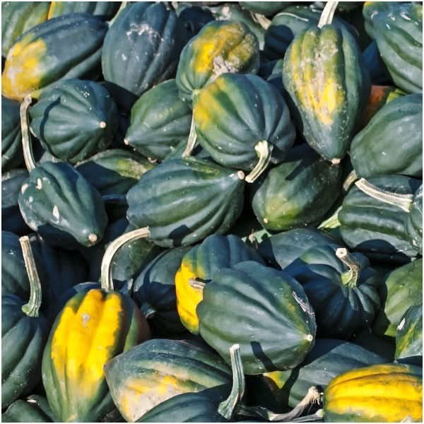 Table Queen Acorn Winter Squash Seeds For Planting (Cucurbita pepo)