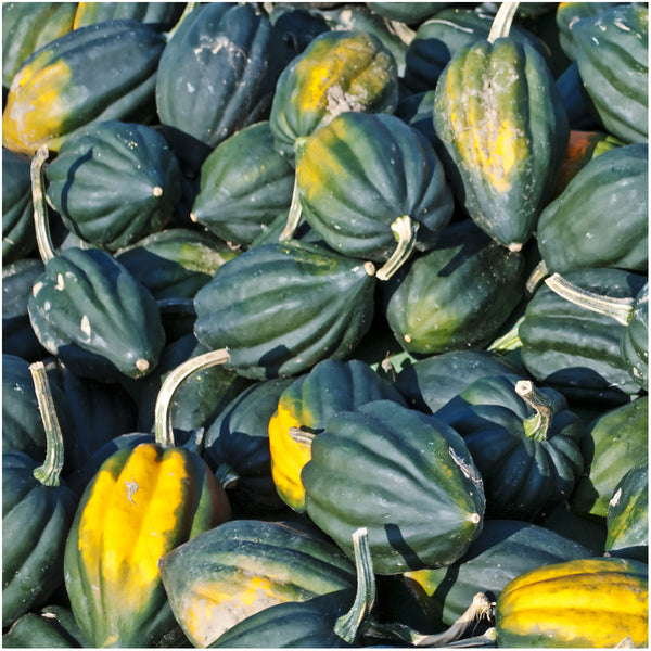 Winter Squash Seed Collection