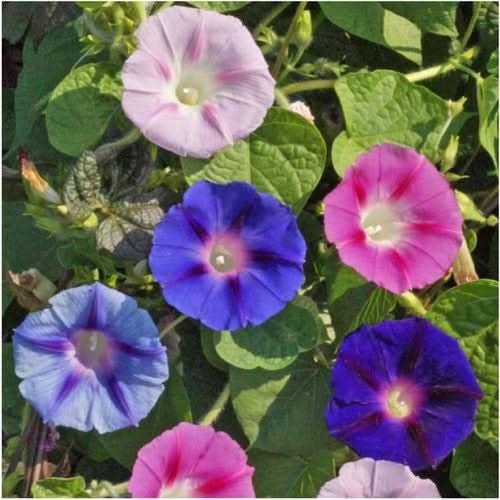 Tall Mixed Morning Glory