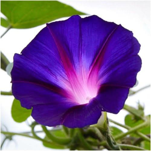 Tall Mixed Morning Glory