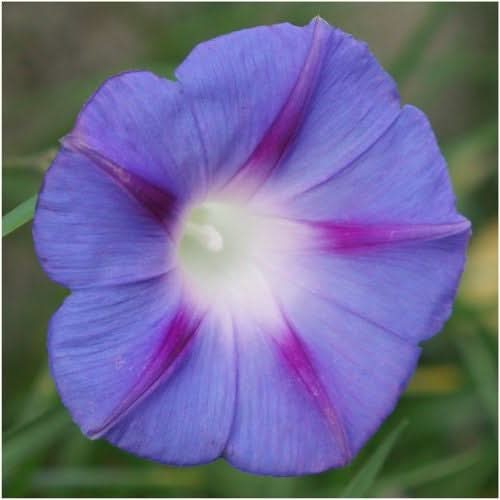 Tall Mixed Morning Glory