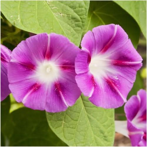 Tall Mixed Morning Glory