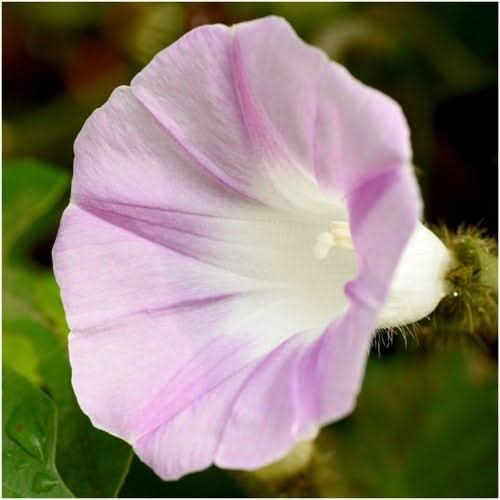 Tall Mixed Morning Glory