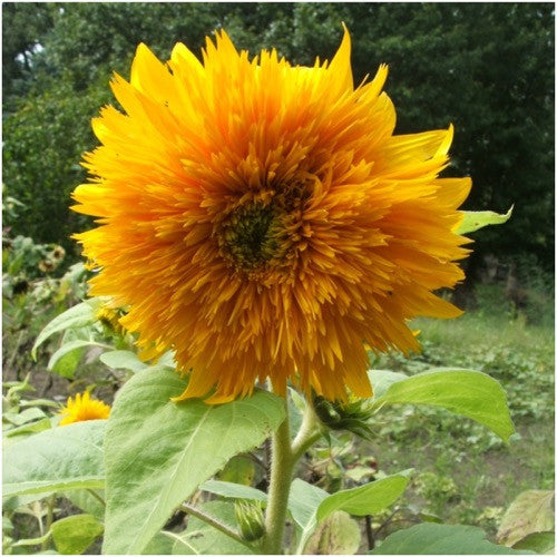 tall teddy sunflower