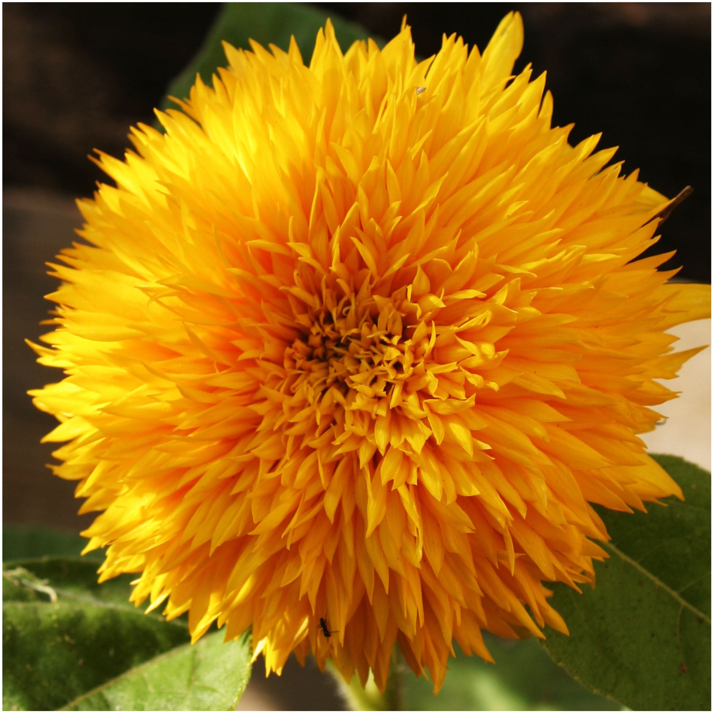 sunflower専用 Crazy Mix Sunflower Seed For Planting (Helianthus annuus) 15