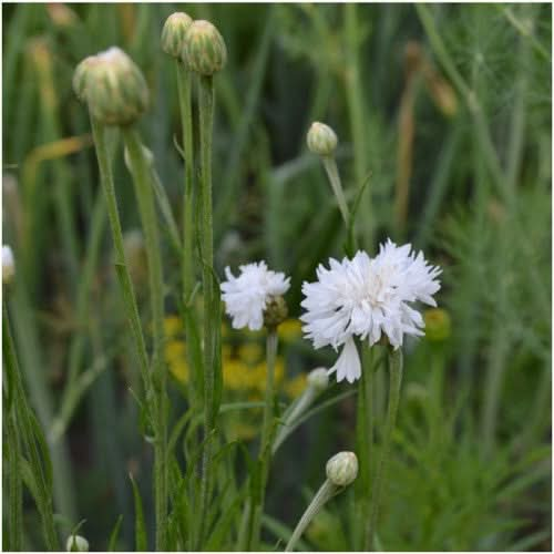 tall white cornflower seeds for planting