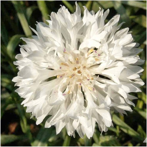 tall white cornflower seeds for planting